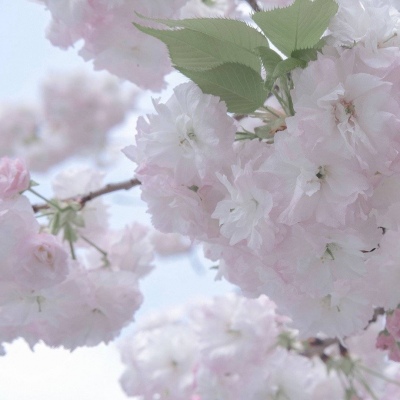 同心福瑞交流群